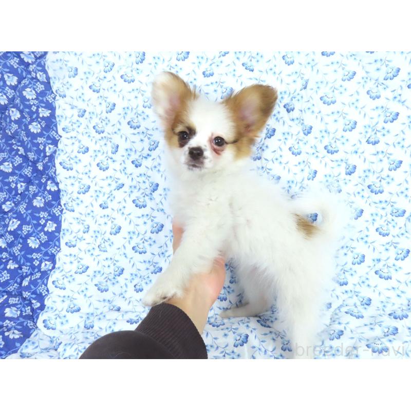 成約済の千葉県のパピヨン-435043の3枚目