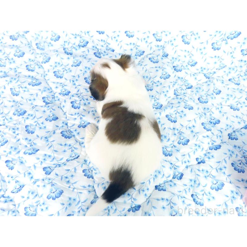 販売中の千葉県のパピヨン-443909の15枚目