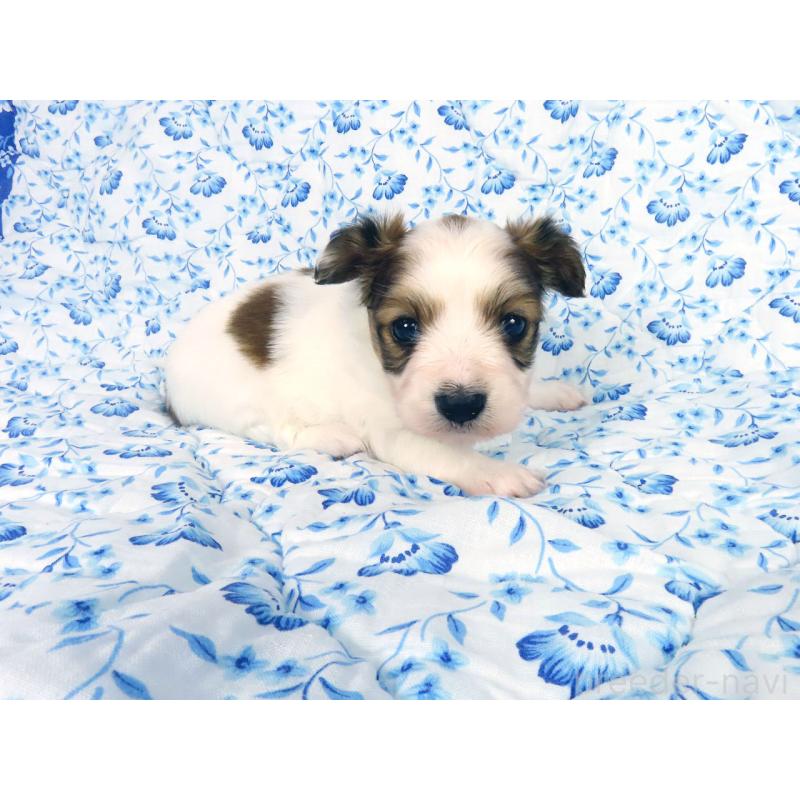 販売中の千葉県のパピヨン-443909の14枚目