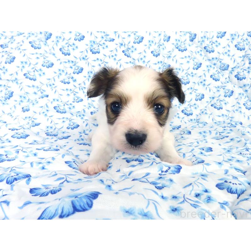 販売中の千葉県のパピヨン-443909の13枚目