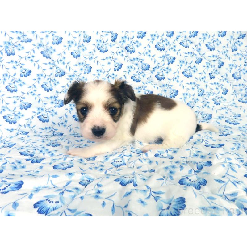 販売中の千葉県のパピヨン-443909の12枚目