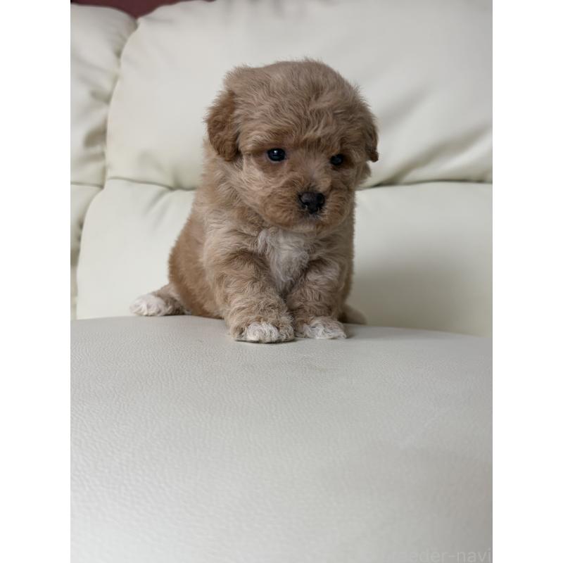 成約済の滋賀県のビションプー:ビションフリーゼ×トイプードル-445337の14枚目