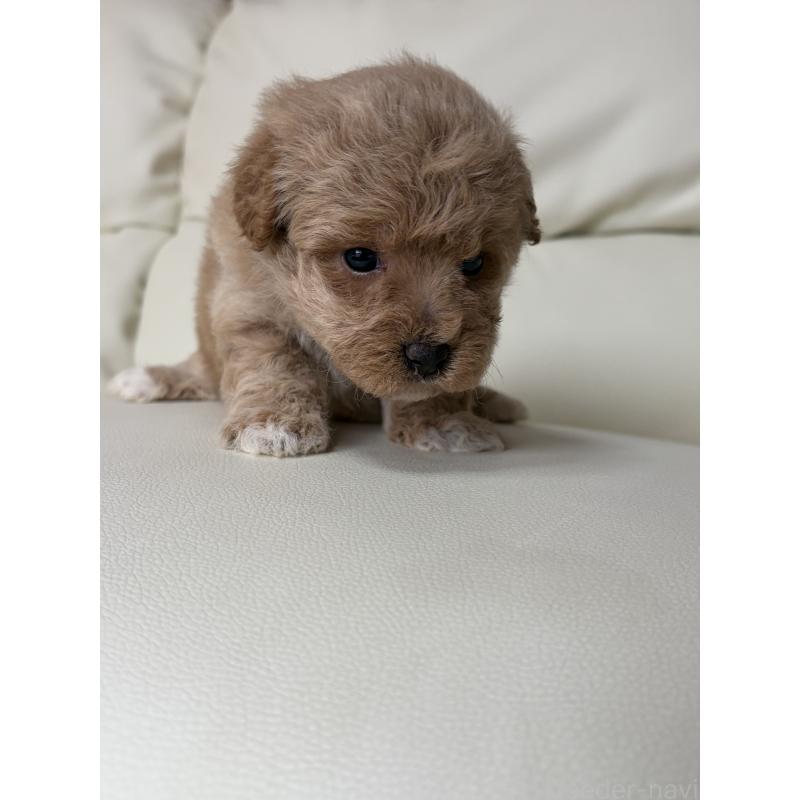 成約済の滋賀県のビションプー:ビションフリーゼ×トイプードル-445337の13枚目