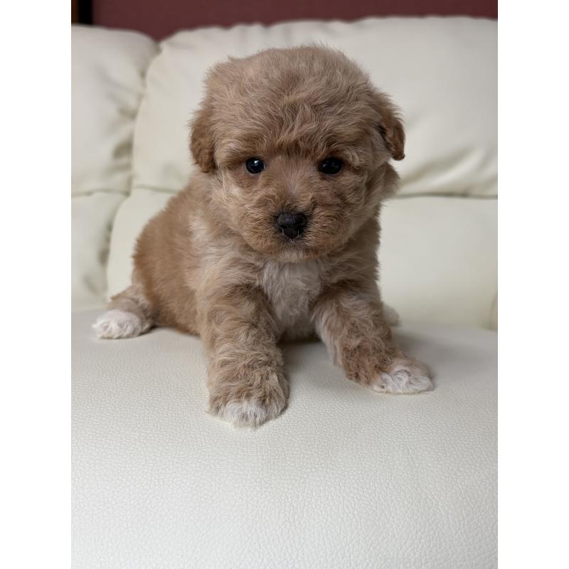 成約済の滋賀県のビションプー:ビションフリーゼ×トイプードル-445337の12枚目