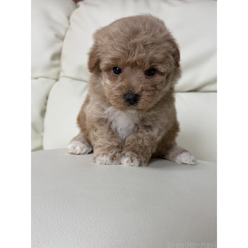 成約済の滋賀県のビションプー:ビションフリーゼ×トイプードル-445337の11枚目