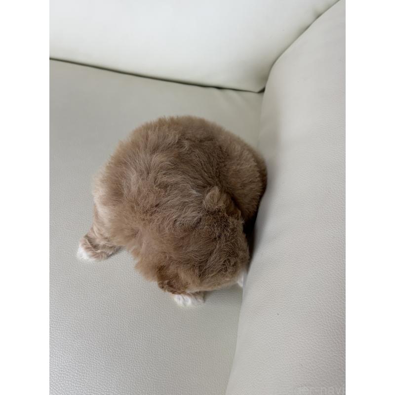 成約済の滋賀県のビションプー:ビションフリーゼ×トイプードル-445337の10枚目