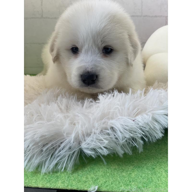 成約済の千葉県のグレートピレニーズ-443927の2枚目