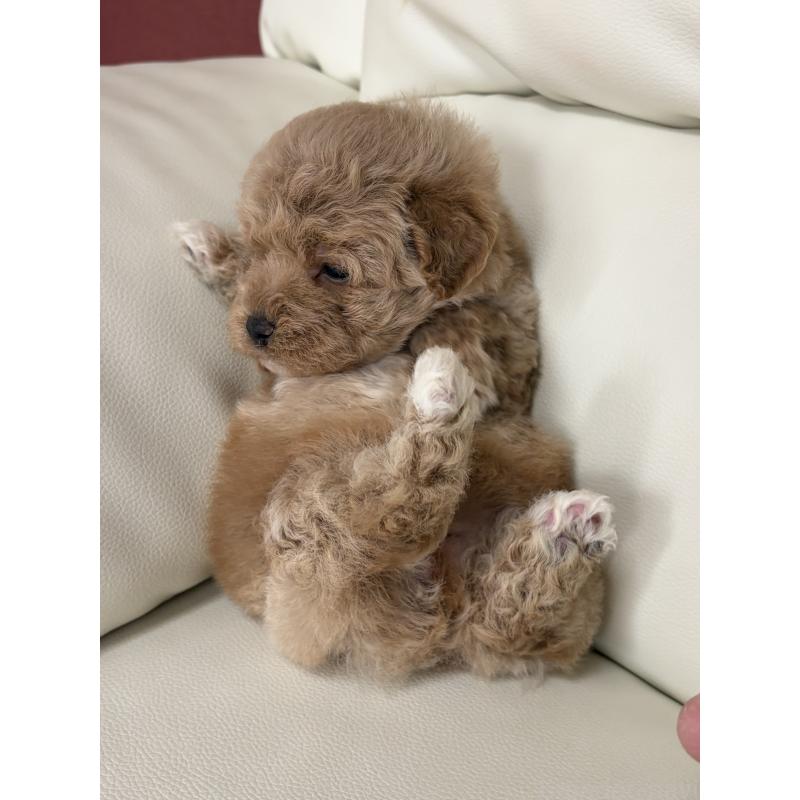 成約済の滋賀県のビションプー:ビションフリーゼ×トイプードル-445337の9枚目