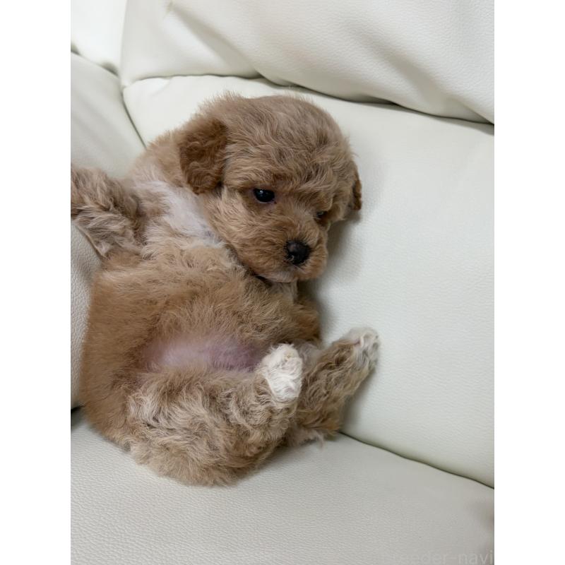 成約済の滋賀県のビションプー:ビションフリーゼ×トイプードル-445337の8枚目