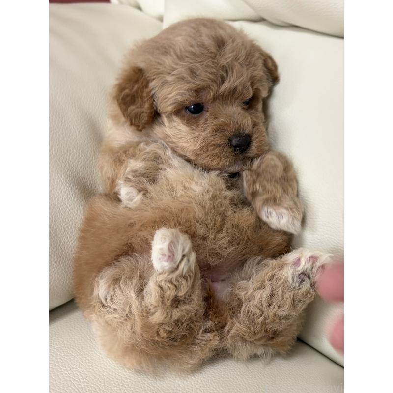 成約済の滋賀県のビションプー:ビションフリーゼ×トイプードル-445337の7枚目