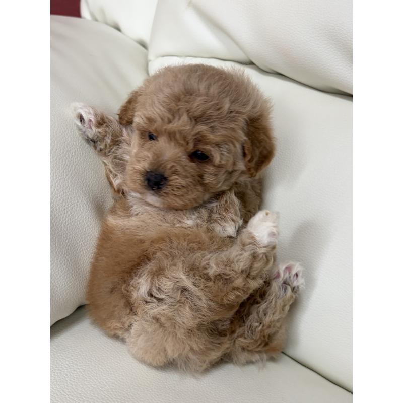 成約済の滋賀県のビションプー:ビションフリーゼ×トイプードル-445337の6枚目