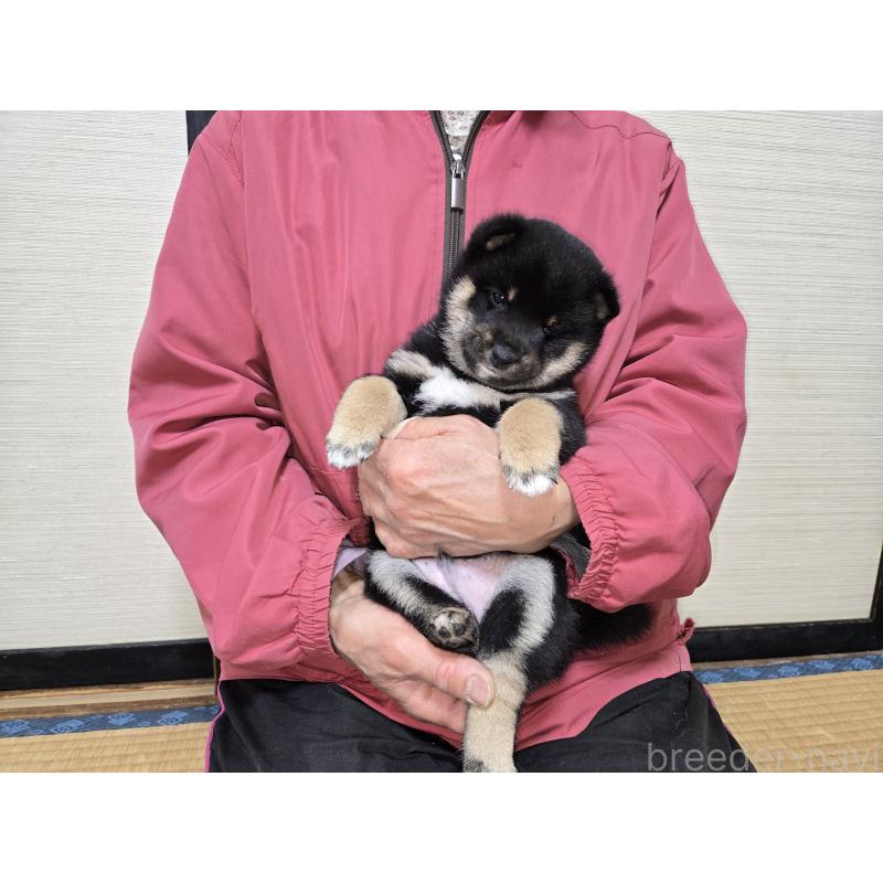 成約済の静岡県の豆柴-444970の12枚目