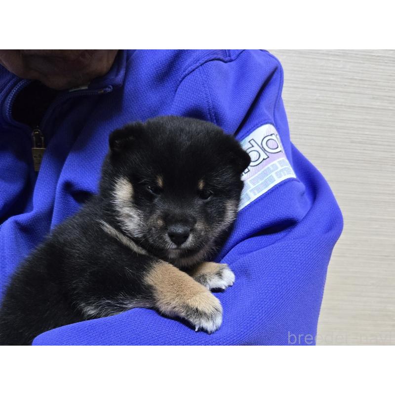 成約済の静岡県の豆柴-444970の11枚目