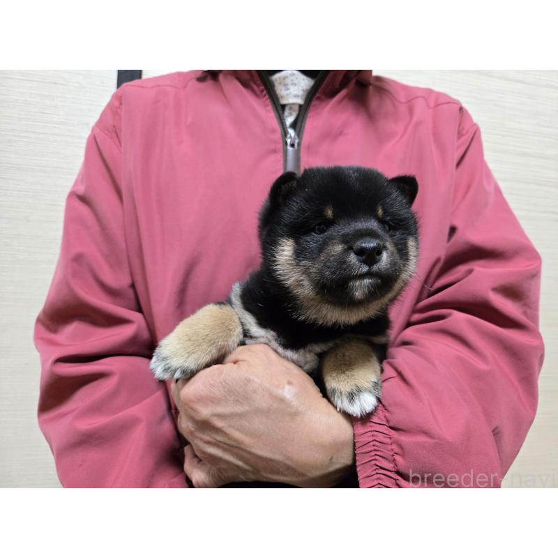 成約済の静岡県の豆柴-444970の10枚目