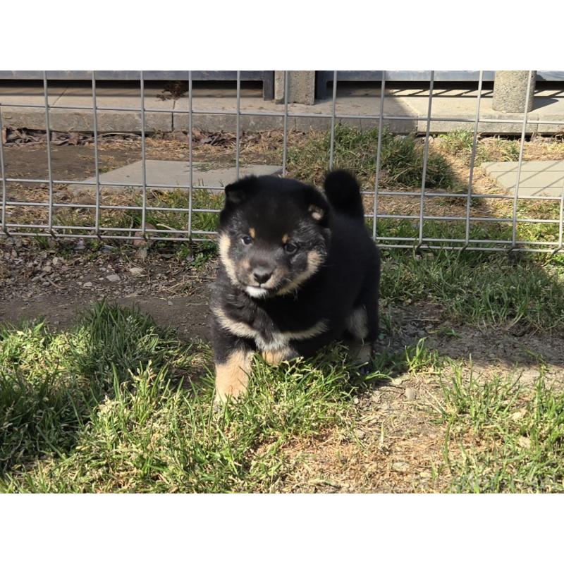 成約済の静岡県の豆柴-444970の9枚目