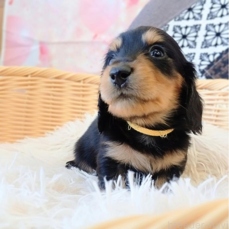 成約済の和歌山県のミニチュアダックスフンド(ロングヘアード)-444640の5枚目