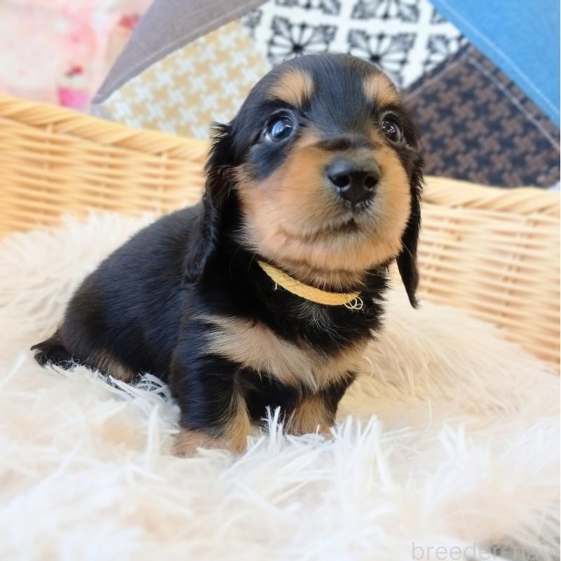 成約済の和歌山県のミニチュアダックスフンド(ロングヘアード)-444640の4枚目