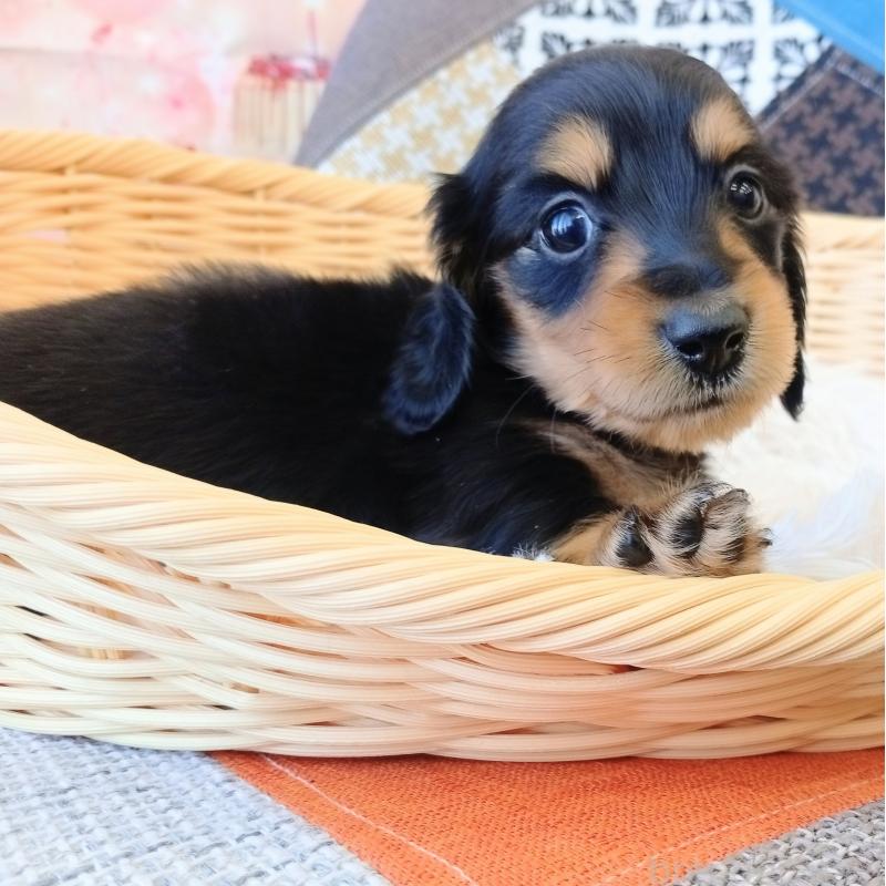 成約済の和歌山県のミニチュアダックスフンド(ロングヘアード)-444640の3枚目