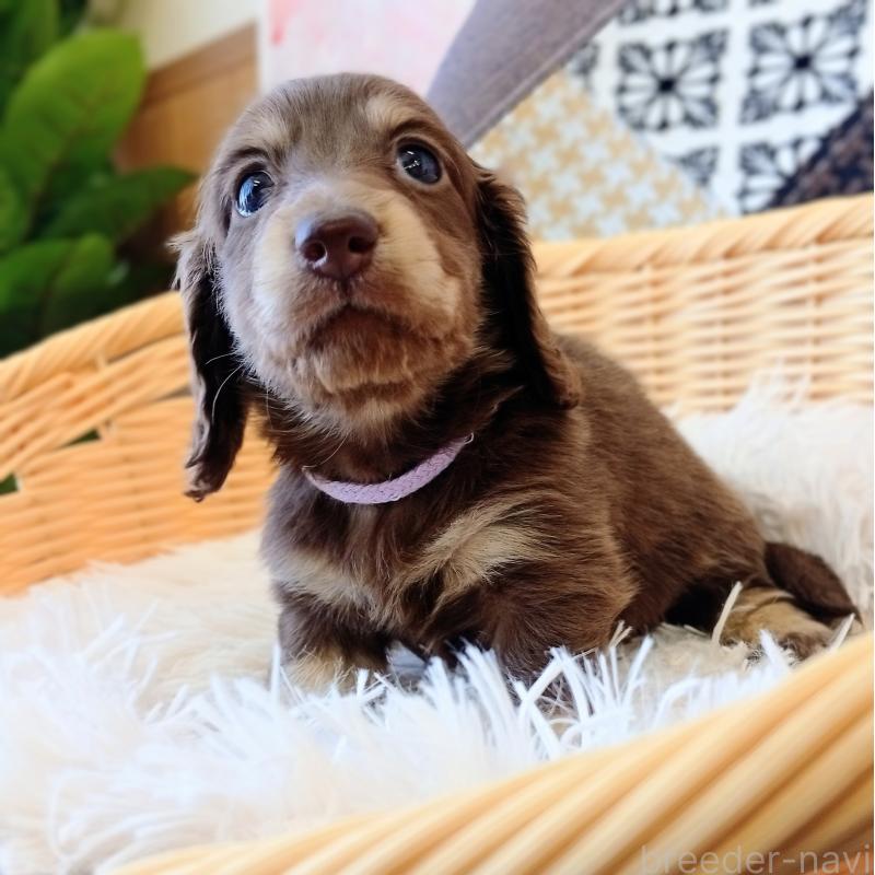 成約済の和歌山県のミニチュアダックスフンド(ロングヘアード)-444641の6枚目