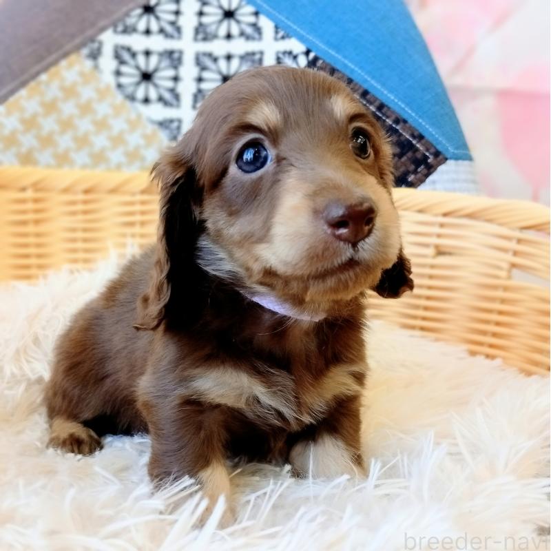 成約済の和歌山県のミニチュアダックスフンド(ロングヘアード)-444641の5枚目