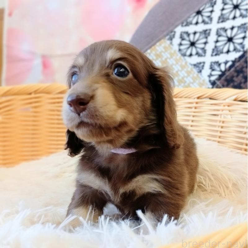 成約済の和歌山県のミニチュアダックスフンド(ロングヘアード)-444641の4枚目