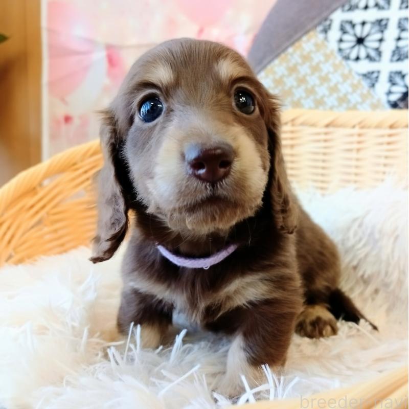 成約済の和歌山県のミニチュアダックスフンド(ロングヘアード)-444641の2枚目