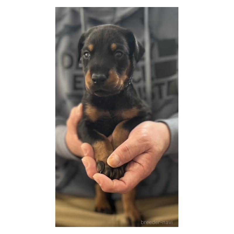 成約済の岩手県のドーベルマン-441601の9枚目