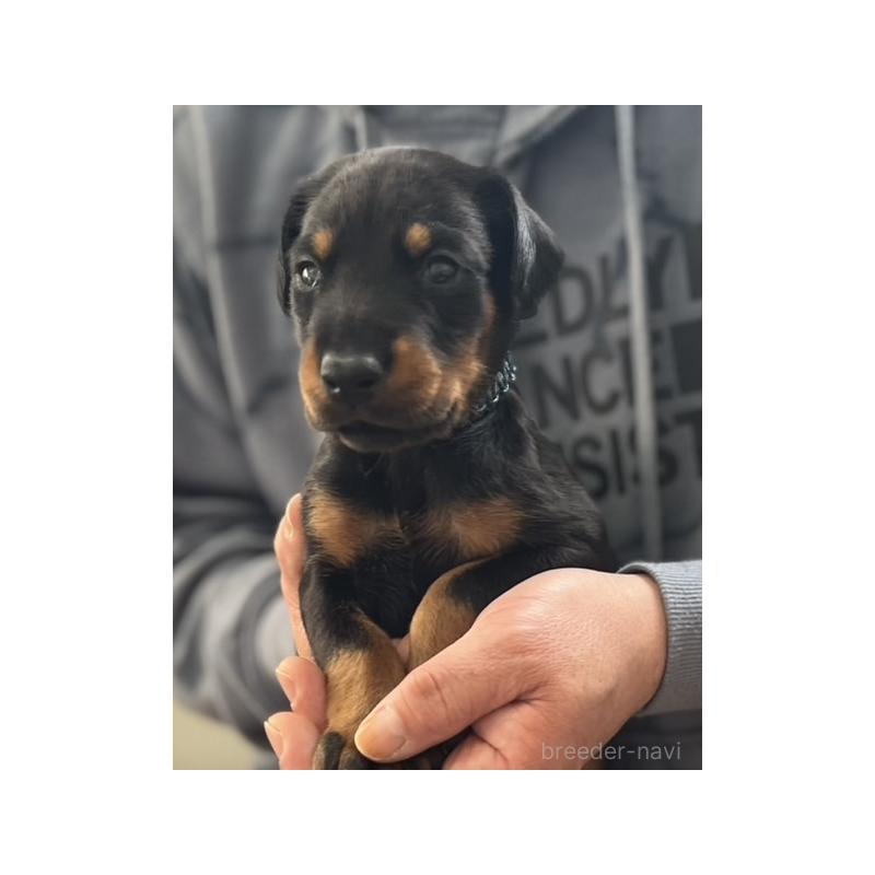 成約済の岩手県のドーベルマン-441601の7枚目