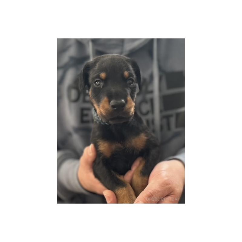 成約済の岩手県のドーベルマン-441601の8枚目