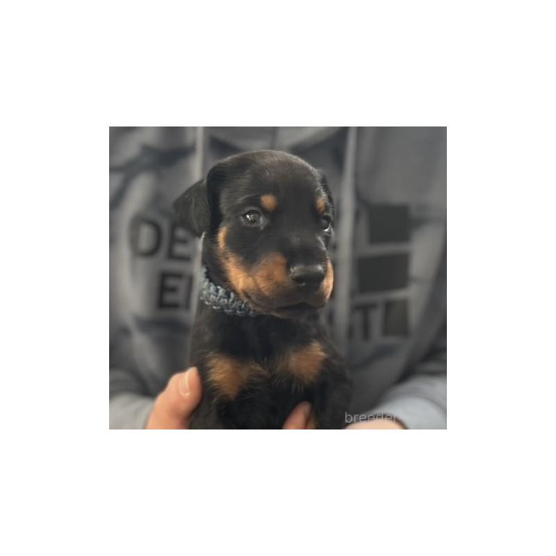 成約済の岩手県のドーベルマン-441601の6枚目