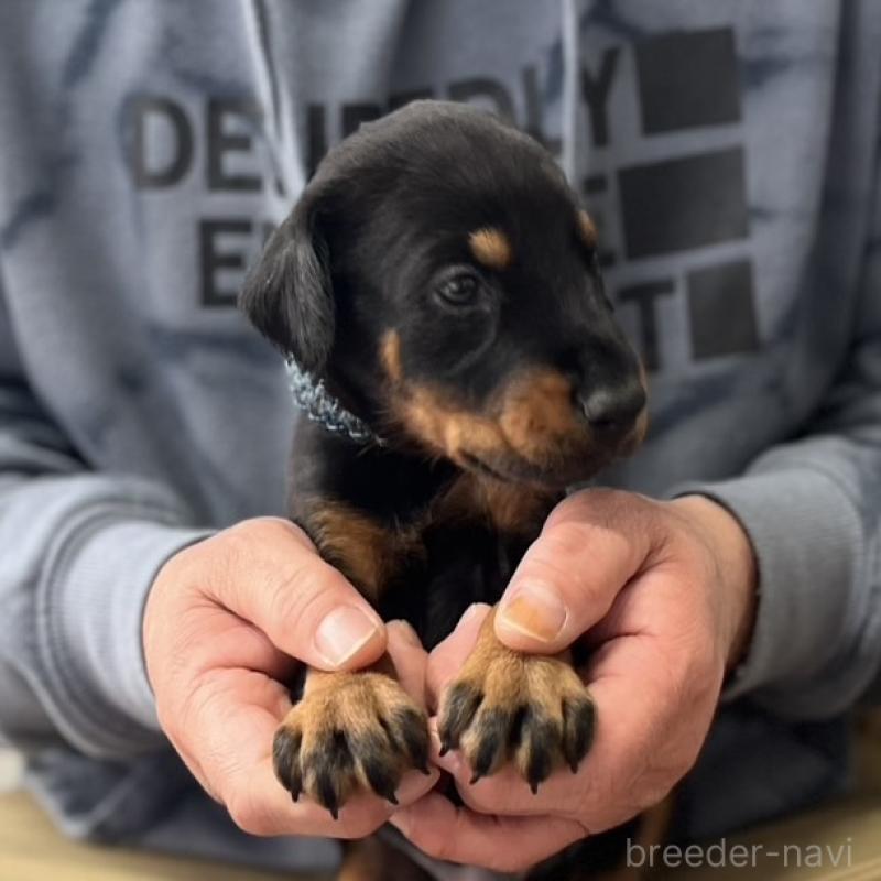 成約済の岩手県のドーベルマン-441601の5枚目