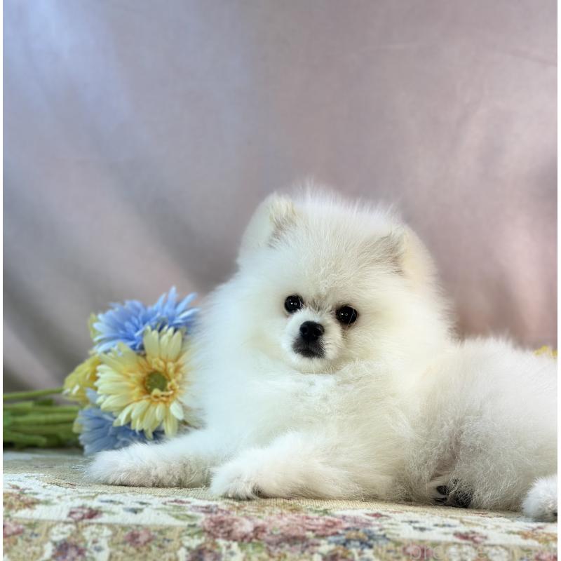 販売中の京都府のポメラニアン-441842の22枚目