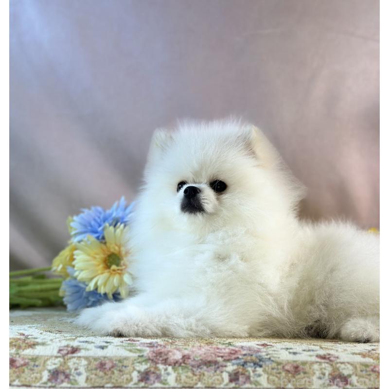 販売中の京都府のポメラニアン-441842の20枚目