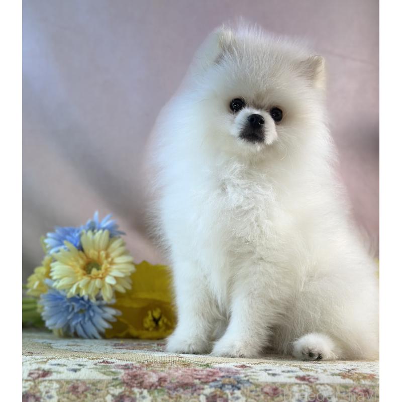 販売中の京都府のポメラニアン-441842の19枚目