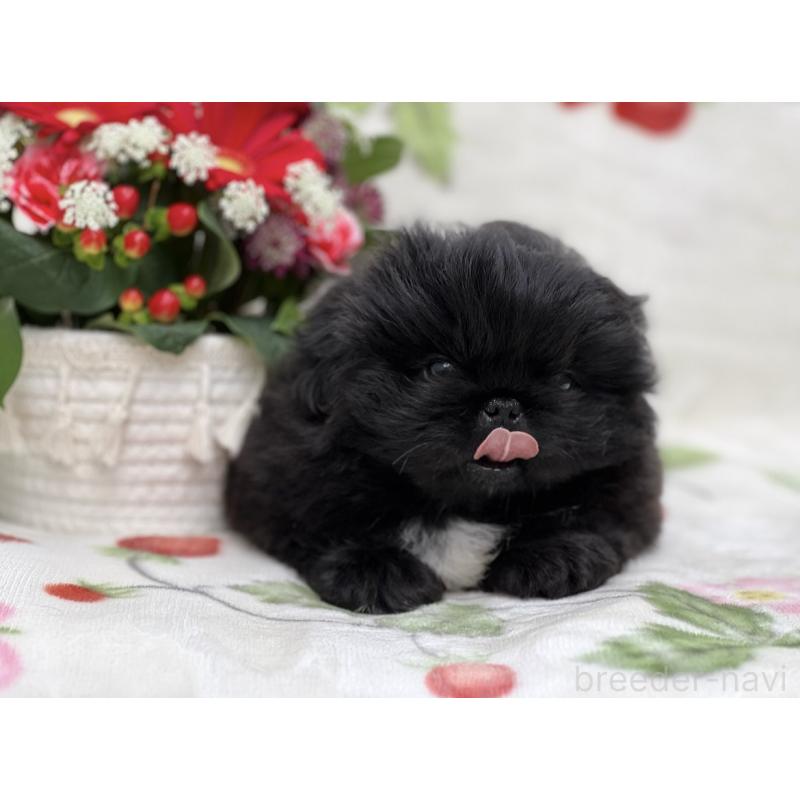 成約済の兵庫県のペキニーズ-441337の2枚目