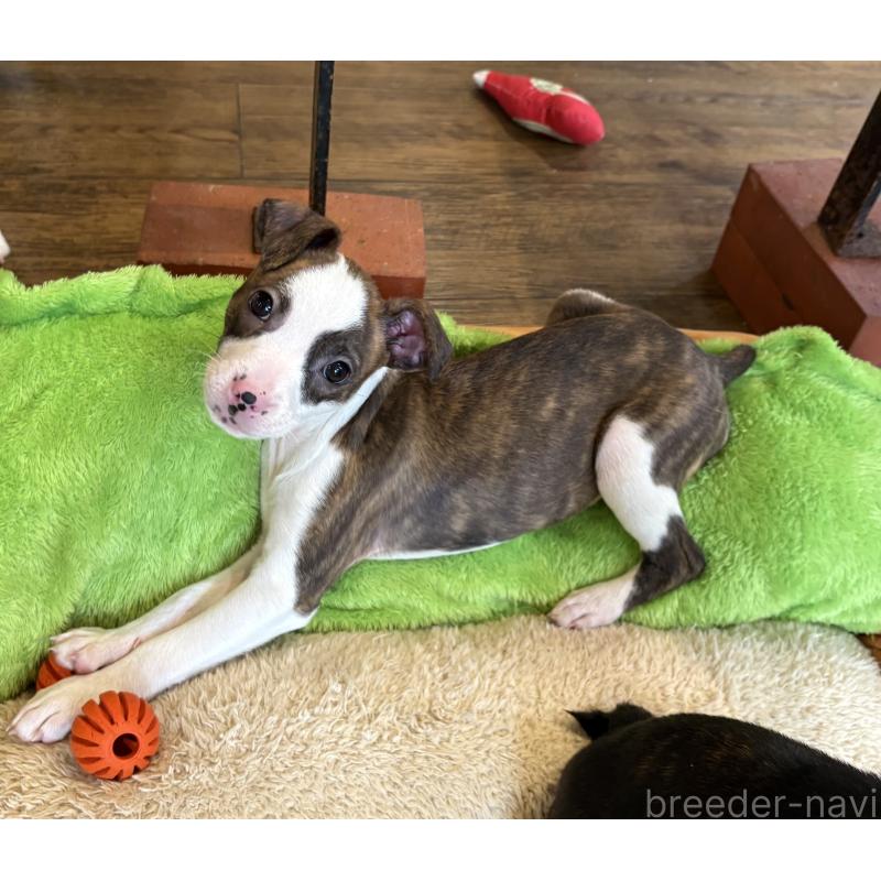 販売中の京都府のミックス犬-434222の3枚目