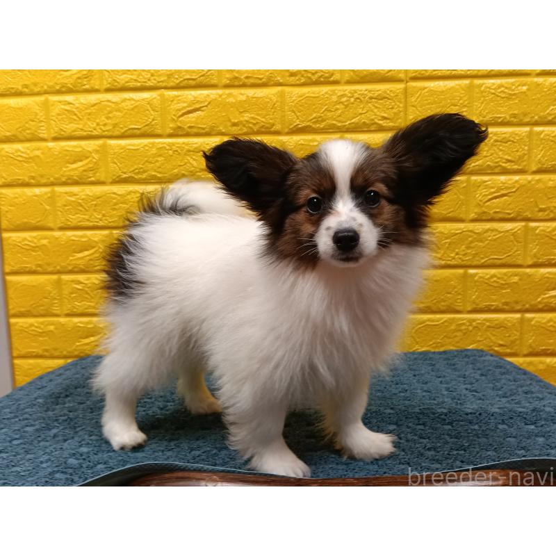 販売中の千葉県のパピヨン-423095の9枚目