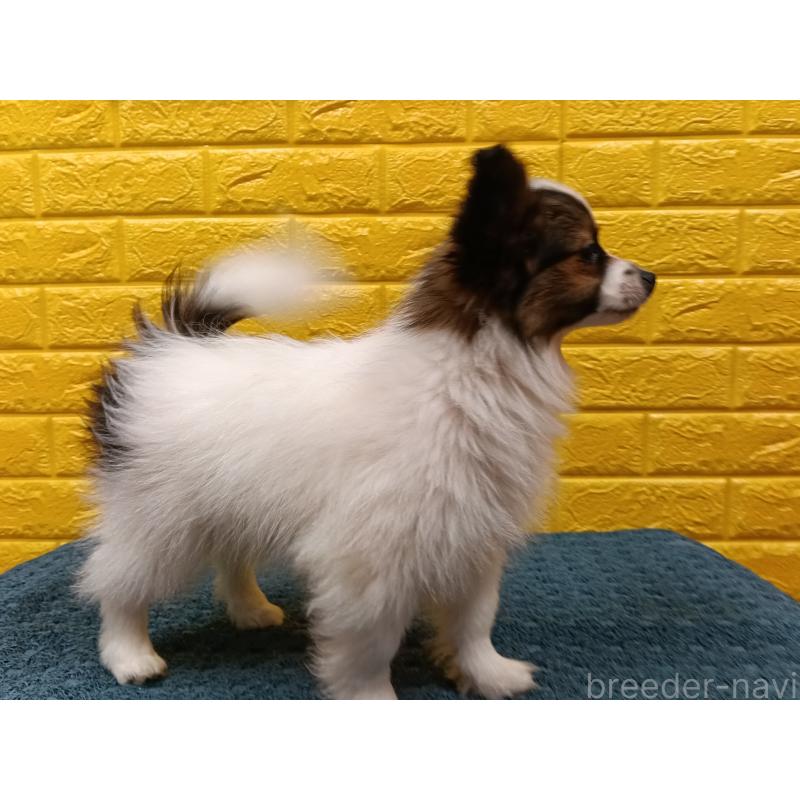 販売中の千葉県のパピヨン-423095の8枚目