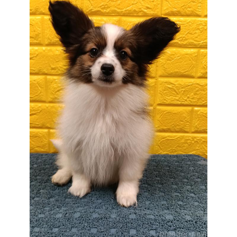 販売中の千葉県のパピヨン-423095の7枚目