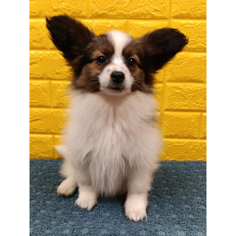 販売中の千葉県のパピヨン-423095の6枚目