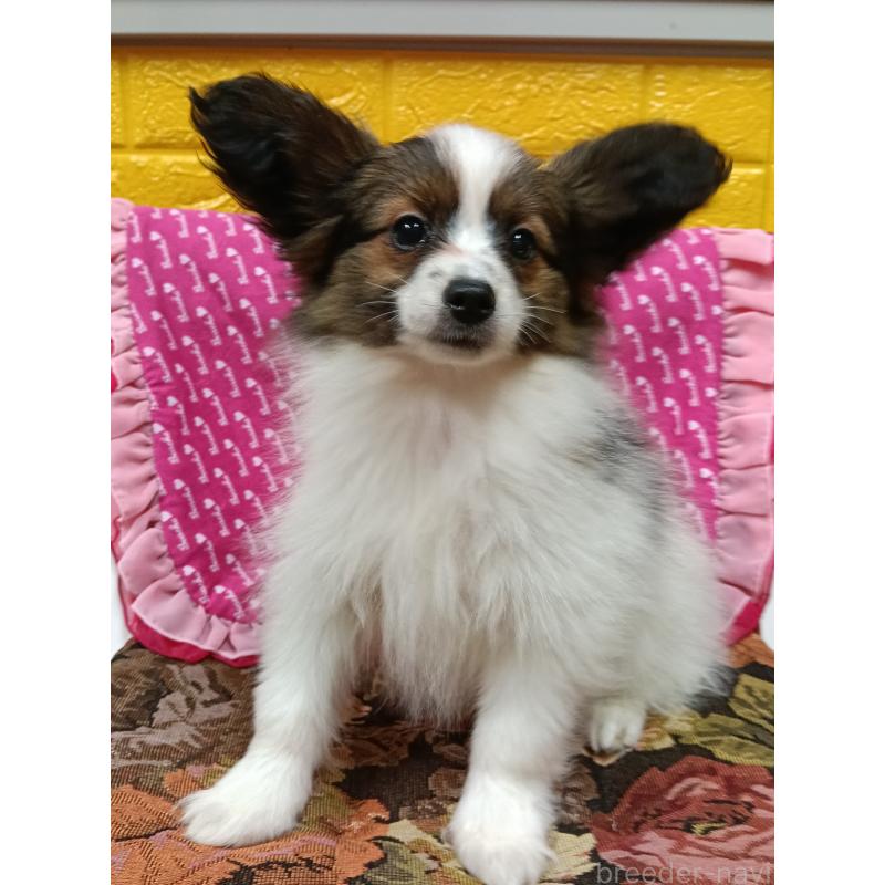 販売中の千葉県のパピヨン-423095の5枚目