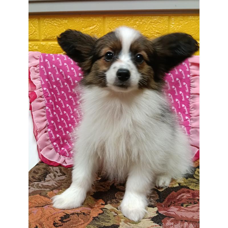 販売中の千葉県のパピヨン-423095の4枚目