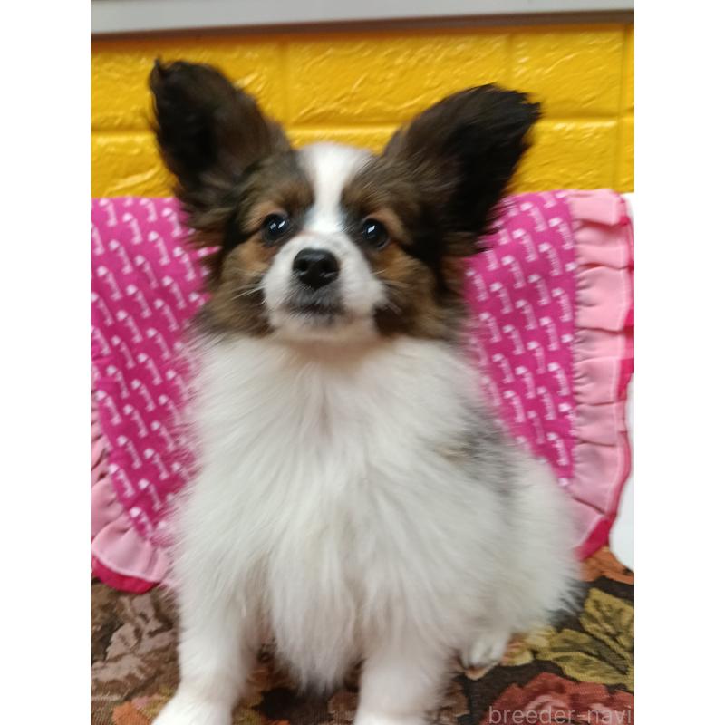 販売中の千葉県のパピヨン-423095の3枚目