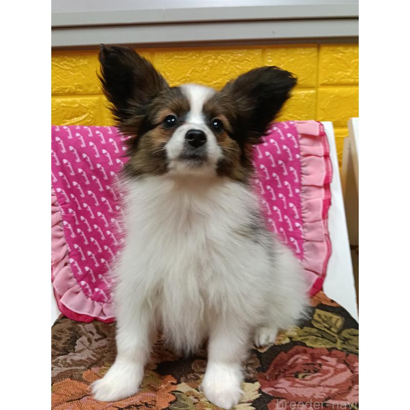 販売中の千葉県のパピヨン-423095の2枚目