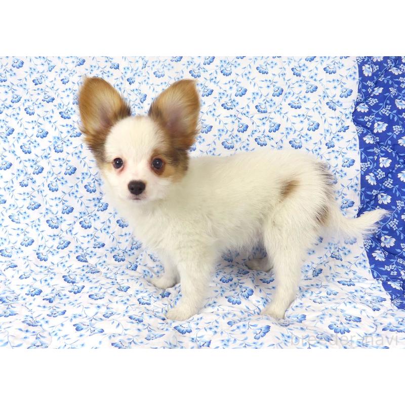 販売中の千葉県のパピヨン-434648の10枚目