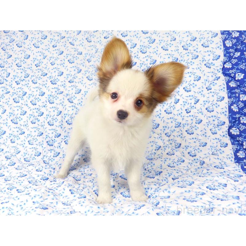 販売中の千葉県のパピヨン-434648の8枚目