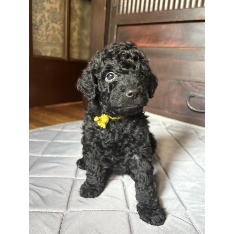 販売中の東京都のミディアムプードル-443105の3枚目