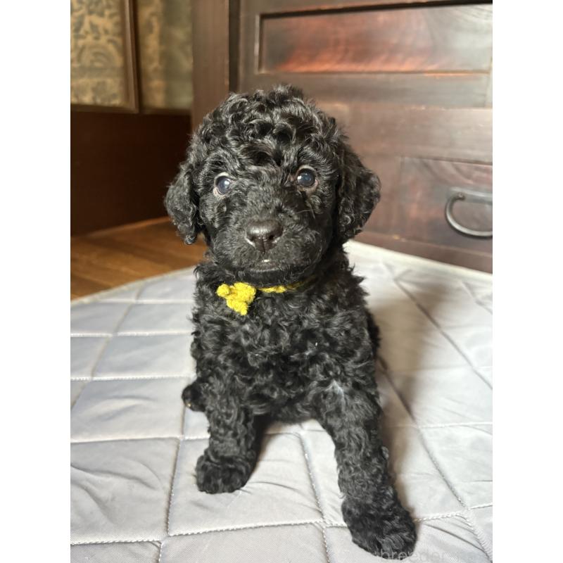 販売中の東京都のミディアムプードル-443105の2枚目