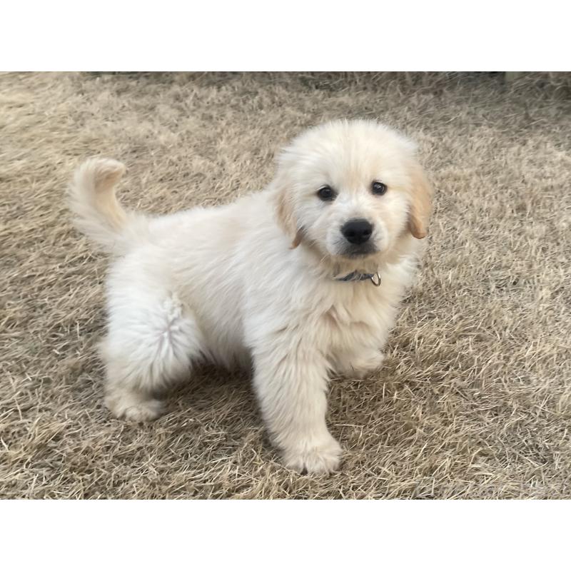 販売中の茨城県のゴールデンレトリーバー-443415の28枚目