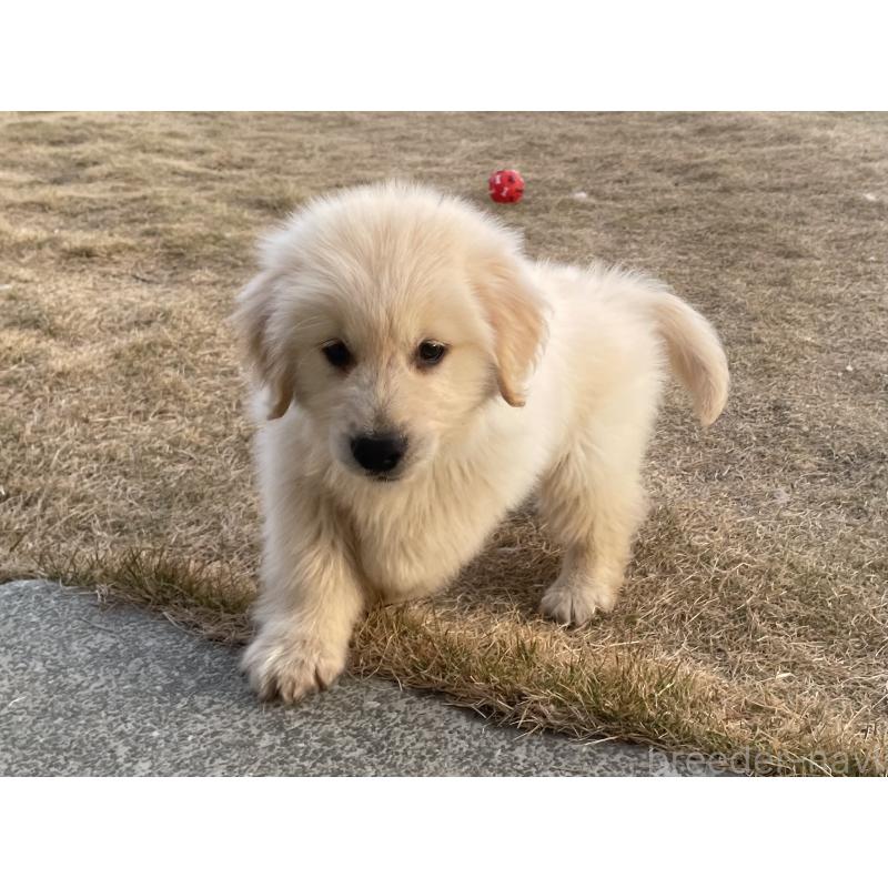 販売中の茨城県のゴールデンレトリーバー-443415の27枚目